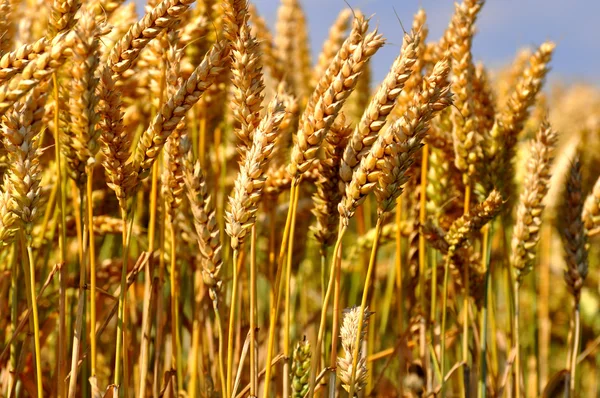 Orecchio di campo di grano — Foto Stock