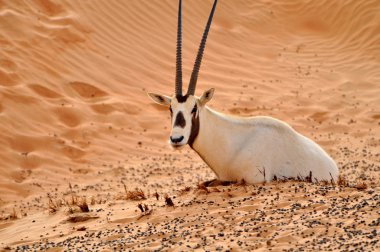 Arab oryx