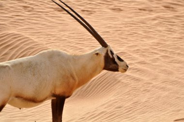 bir çölde Arap Afrika antilobu