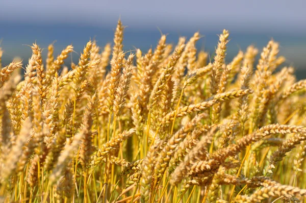 Orecchio di campo di grano — Foto Stock