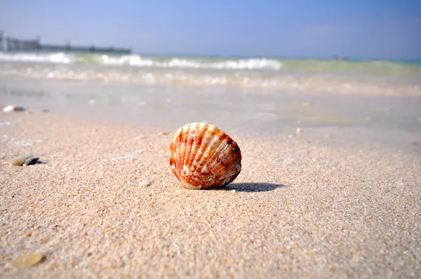 Seashell på en strand på en solig dag — Stockfoto