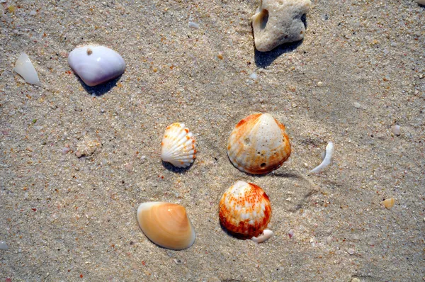 Seashell på en strand på en solig dag — Stockfoto