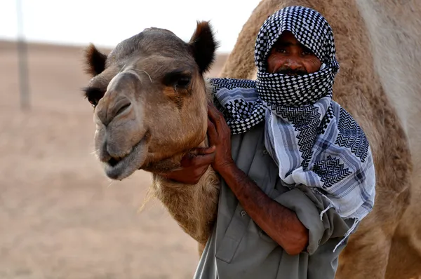 Camel — Stockfoto