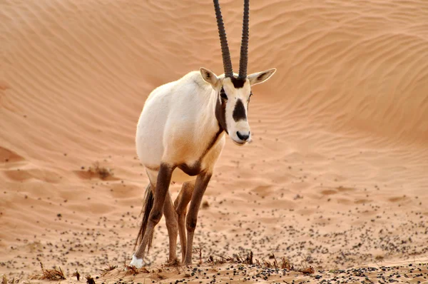Arabian oryx in a desert — Stock Photo, Image
