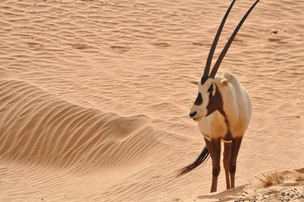 Arabian oryx σε μια έρημο — Φωτογραφία Αρχείου