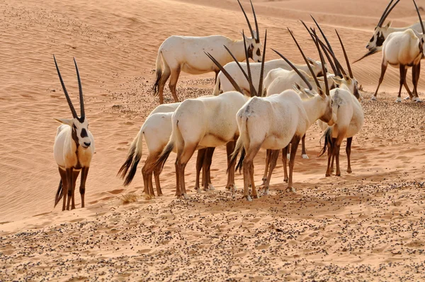 Oryx árabe em um deserto — Fotografia de Stock