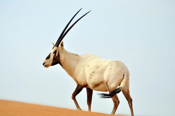 Arabian oryx σε μια έρημο — Φωτογραφία Αρχείου