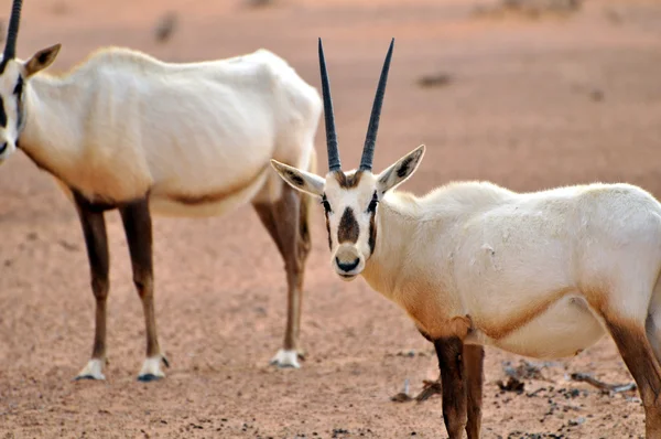 Arabische oryx in een woestijn — Stockfoto