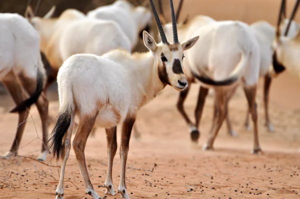 Arabian oryx in a desert — Stock Photo, Image