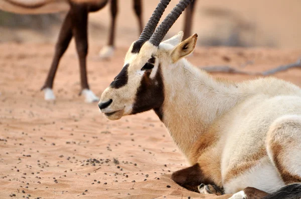 Arabian oryx in a desert — Stock Photo, Image