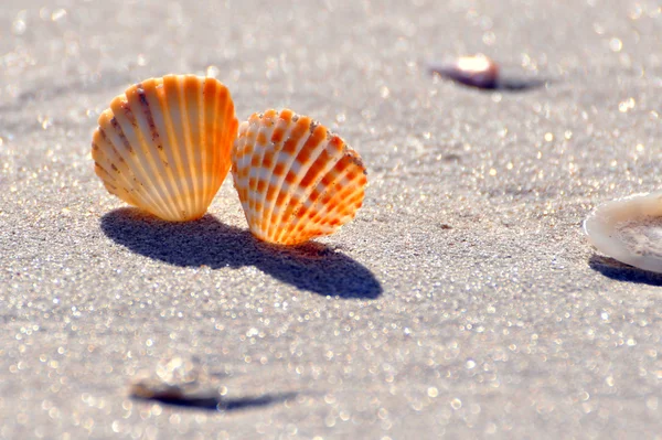 Seashell på en strand på en solig dag — Stockfoto