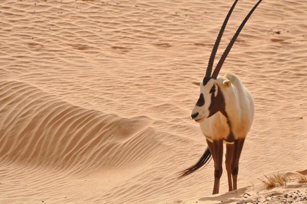 Oryx árabe en un desierto Imagen de archivo
