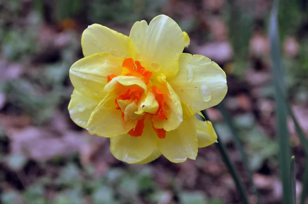 Pale-yellow flower — Stock Photo, Image