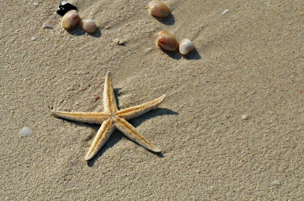 ヒトデと貝殻のビーチ — ストック写真