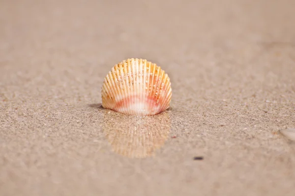 Seashell på en strand — Stockfoto