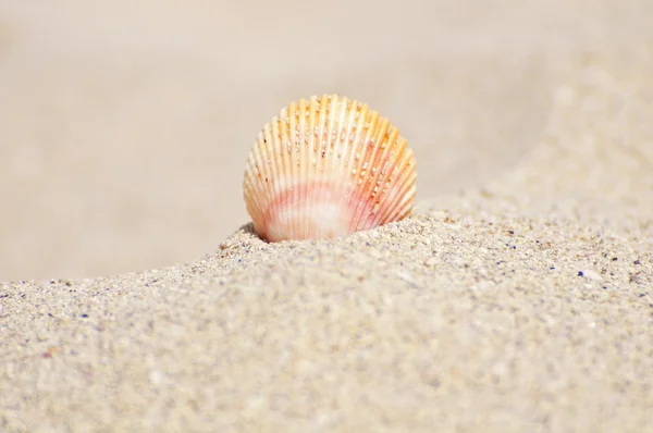 Seashell på en strand — Stockfoto