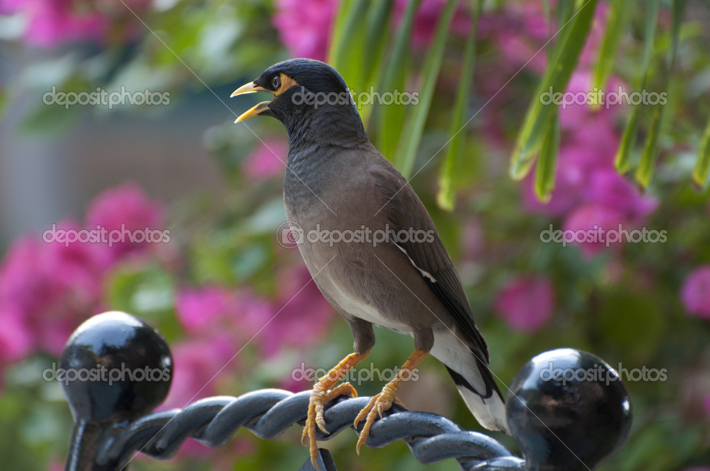 Kleiner brauner Vogel Stockfotografie lizenzfreie Fotos