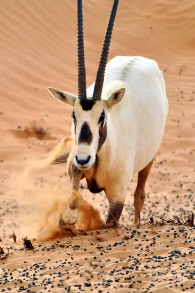 Arabisk oryx - Stock-foto