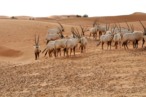 Přímorožec arabský — Stock fotografie