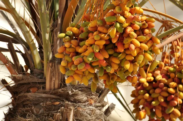 Dadelpalm — Stockfoto