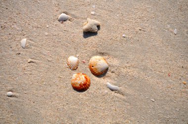 Deniz kabuğu Plajı gün aydınlık yaz