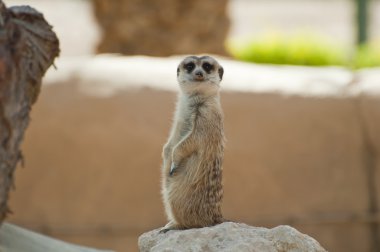 An adorable little meerkat out in a desert clipart