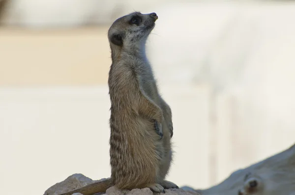 An adorable little meerkat out in a desert — Stock Photo, Image