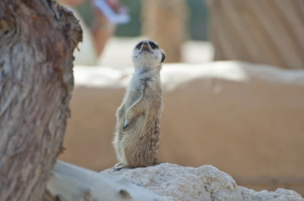 An adorable little meerkat out in a desert — Stock Photo, Image
