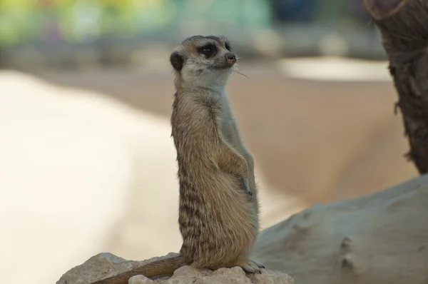 Um adorável pequeno meerkat no deserto — Fotografia de Stock