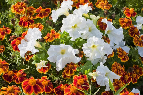 Beautiful spring flowers — Stock Photo, Image