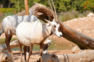 Arap oryx Binturongun doğal yaşam ortamı içinde