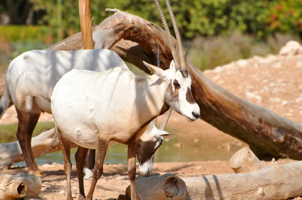 Arabian oryx στο φυσικό βιότοπό — Φωτογραφία Αρχείου