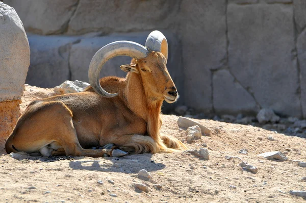 Nubian Ibex em seu habitat natural — Fotografia de Stock