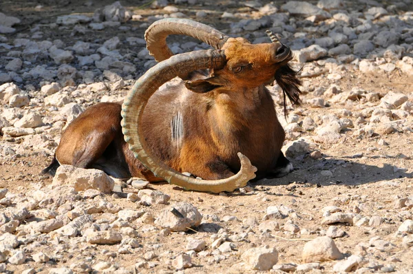 Nubian Dağ keçisi