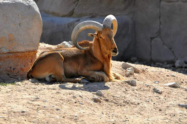 努比亚野生山羊在其自然栖息地 — 图库照片