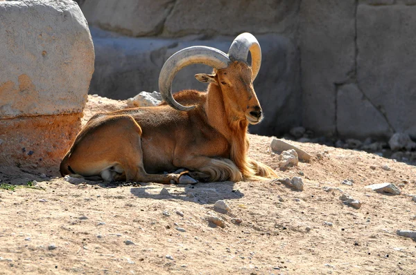 Al ain zoo Stock Photos, Royalty Free Al ain zoo Images | Depositphotos Al ain zoo Stock Photos, Royalty Free Al ain zoo Images | Depositphotos