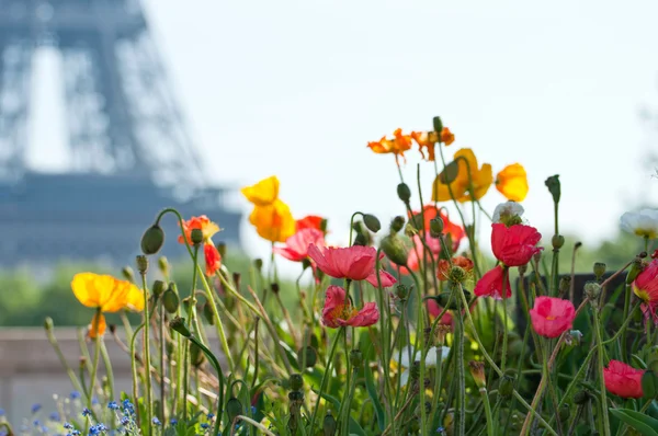 Estate a Parigi — Foto Stock