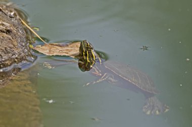 Suyun altında boyalı kaplumbağa. Yakın plan.