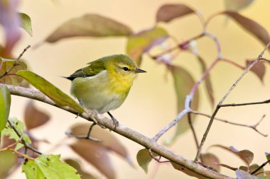 Tennessee warbler bird perching in a tree clipart