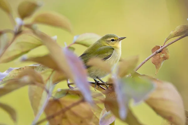 Pájaro Amarillo Árbol Escondido Por Hojas —  Fotos de Stock