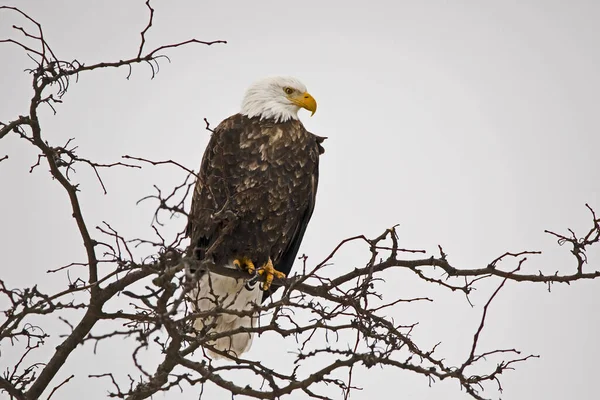 Adult Bald Eagle Perched Branches Tree Isolated Sky — Stock Fotó