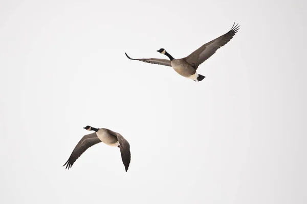 Two Geese Isolated Sky Flying — Stockfoto