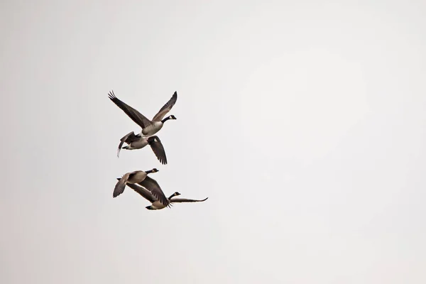Group Canadian Geese Flying Sky Isolated — Stockfoto