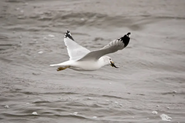 Gaviota Vuelo Sobre Río Mississippi Con Peces Pico — Foto de Stock