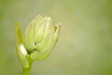 Hosta çiçek tomurcuğu yeşil bokeh arka planda izole yakın çekim