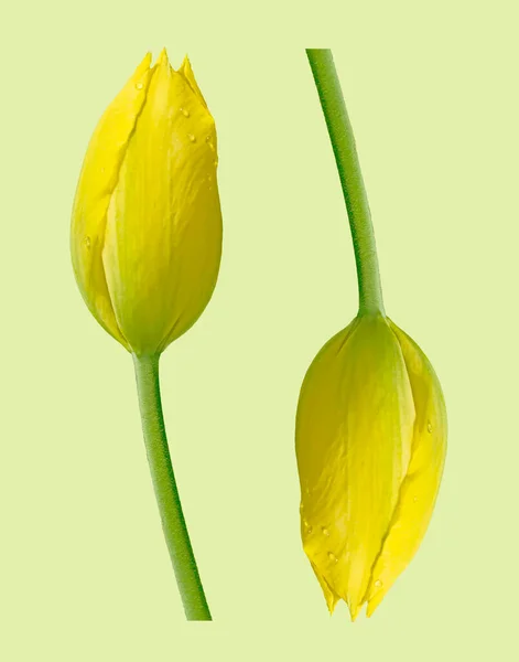 Два Желтых Тюльпана Изолированы Светлом Зеленом Фоне — стоковое фото