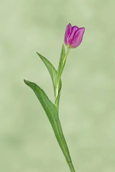 Фиолетовая Фотография Цветка Тюльпана — стоковое фото
