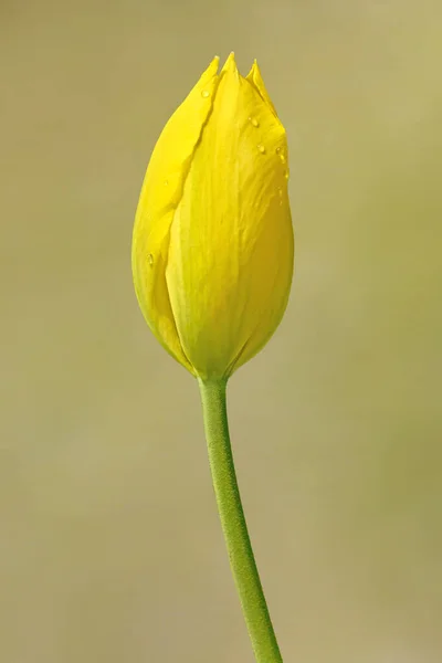 Amarelo Tulipa Caule Fotografia Arte Fotografias De Stock Royalty-Free