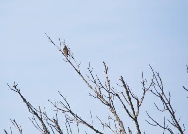Mavi arka planda izole edilmiş ağacın dalındaki kuş.. 