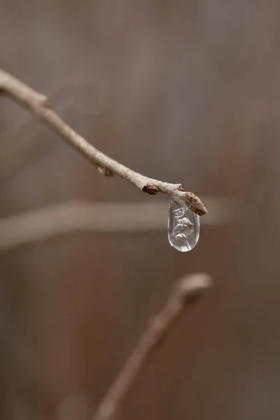 冬のマクロ写真における小枝の端に氷のドロップ — ストック写真